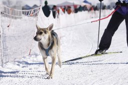 Lenk 2013